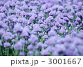 3001667