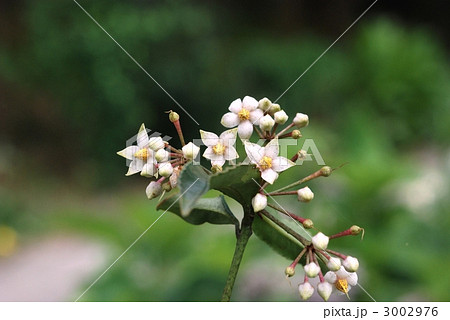 マンリョウ 3002976