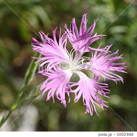 ナデシコ 3002986