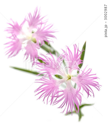 ナデシコ 3002987