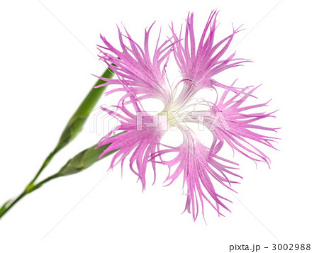 ナデシコ 3002988