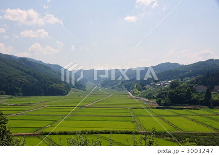 田野口の田(青田) 田野口の田(青田) 3003247