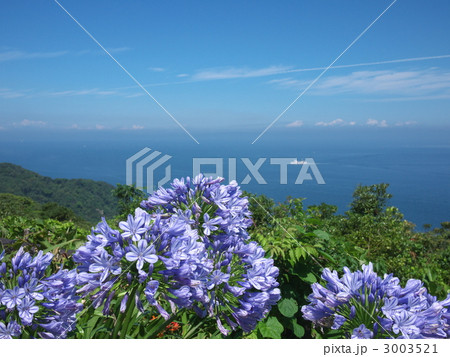 アガパンサス 3003521