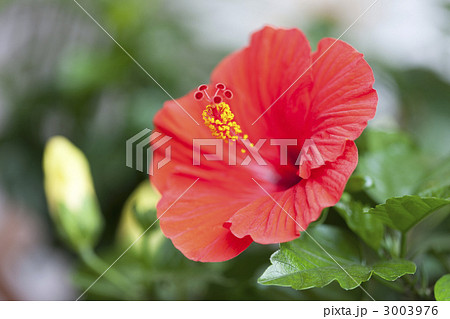 ハイビスカスの花 3003976