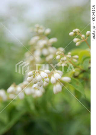 卯の花の蕾 卯の花の蕾 3004116