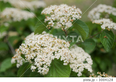 ガマズミ 3004128