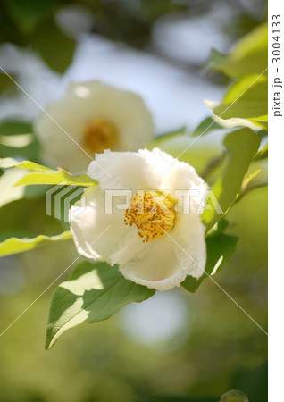 沙羅双樹の花 3004133