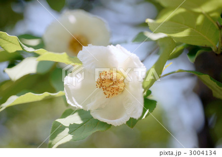 沙羅双樹の花 沙羅双樹の花 3004134