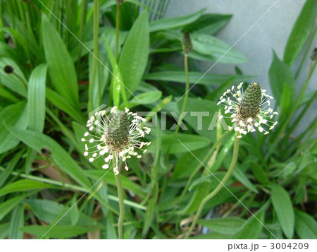 ヘラオオバコ 3004209