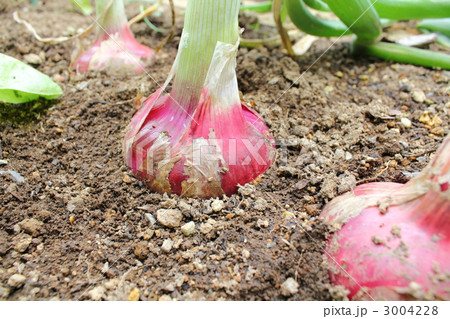 収穫間近の赤玉葱 収穫間近の赤玉葱 3004228