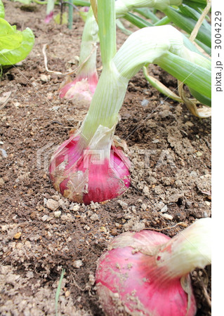 収穫間近の赤玉葱 収穫間近の赤玉葱 3004229