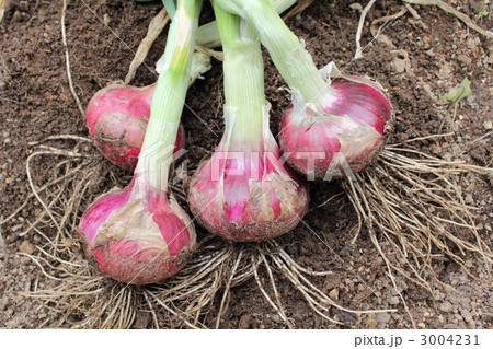 赤玉葱の収穫 赤玉葱の収穫 3004231