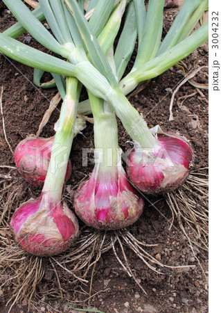 赤玉葱の収穫 3004232