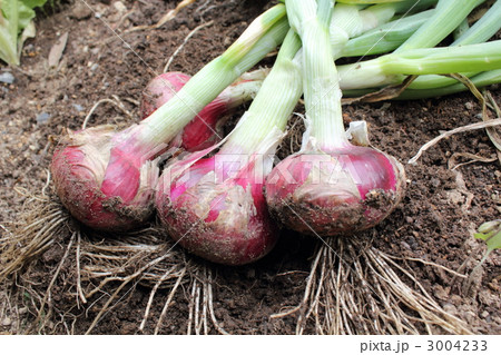 赤玉葱の収穫 赤玉葱の収穫 3004233