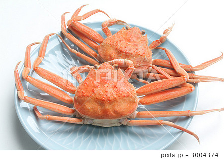 ズワイガニのメス 3004374