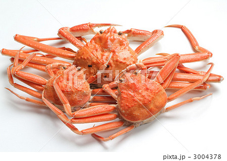 ズワイガニのメス 3004378