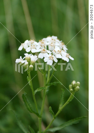 ノコギリソウ 3004673