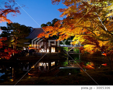 高台寺紅葉ライトアップ 3005306