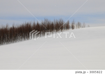雪の丘とカラマツ林 雪の丘とカラマツ林 3005822