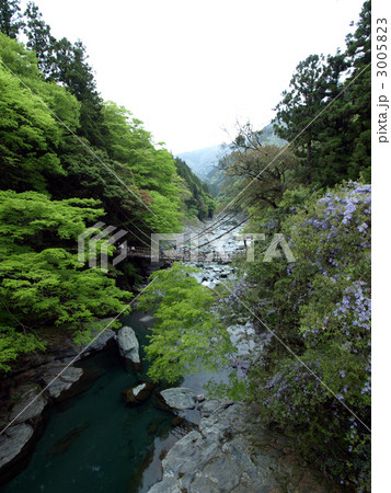 祖谷のかずら橋 3005823