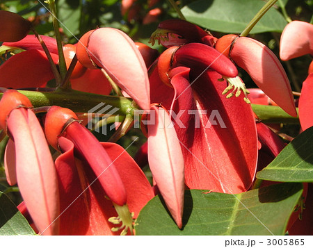 夏の花にぴったり。情熱の赤い花アメリカデイゴの花。 夏の花にぴったり。情熱の赤い花アメリカデイゴの花。 3005865