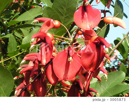 夏の花にぴったり。情熱の赤い花アメリカデイゴの花。 夏の花にぴったり。情熱の赤い花アメリカデイゴの花。 3005873