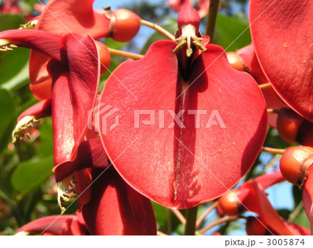 夏の花にぴったり。情熱の赤い花アメリカデイゴの花。 夏の花にぴったり。情熱の赤い花アメリカデイゴの花。 3005874