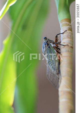 クマゼミ 3005887