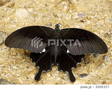 アゲハチョウ アゲハチョウ 3006357