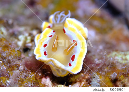 ウミウシ ウミウシ 3006904