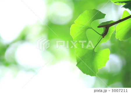 イチョウの若葉 イチョウの若葉 3007211