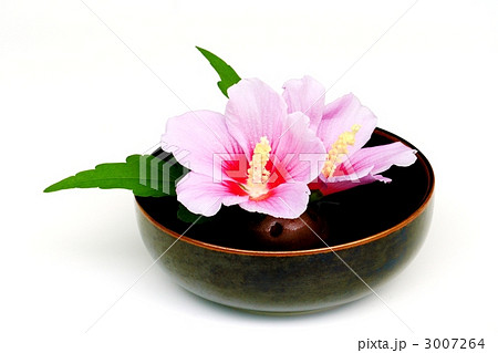 ムクゲの生け花 ムクゲの生け花 3007264