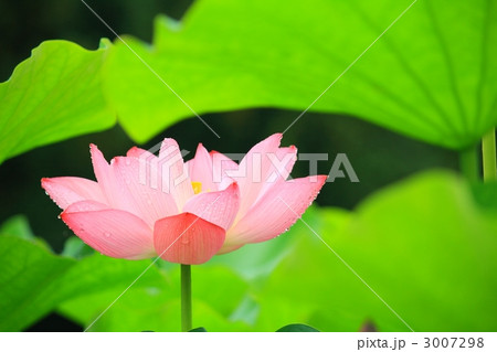 雨にぬれたハスの花 3007298