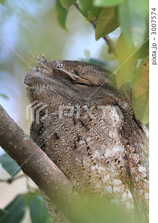 パプアガマグチヨタカ 3007574