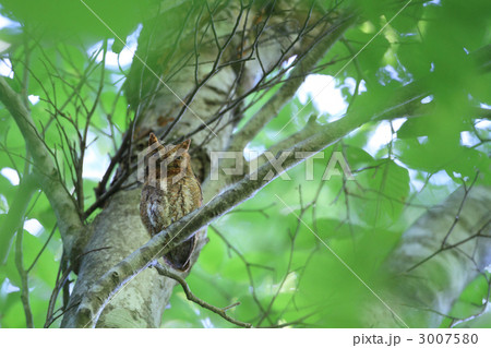 コノハズク コノハズク 3007580