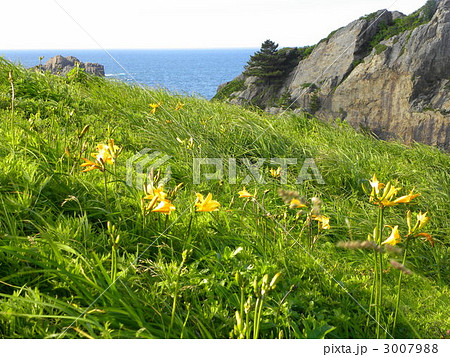 葦毛海岸のエゾカンゾウ 3007988