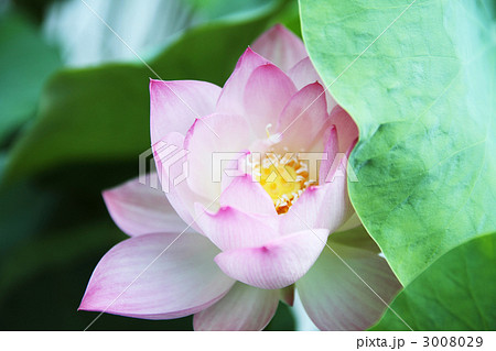 蓮 3008029