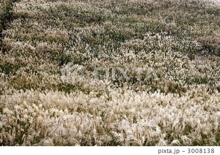広大なススキの草原 広大なススキの草原 3008138