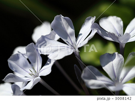 涼やかなルリマツリの花 3008142
