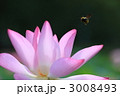 蓮花　蜜蜂 3008493