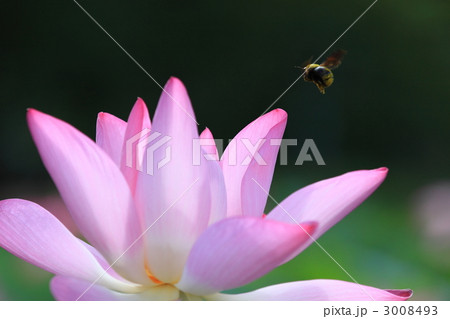 蓮花　蜜蜂 3008493