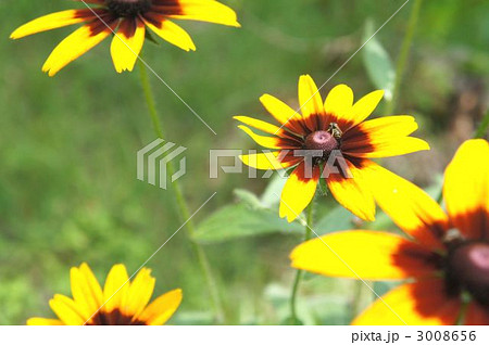 ハルシャギクとミツバチ 3008656