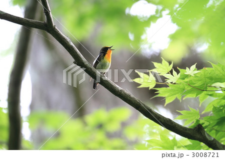 キビタキ 3008721