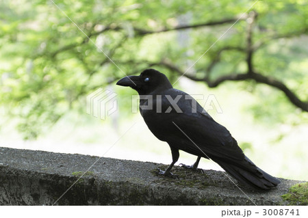 瞬膜が開いたハシブトガラス1 瞬膜が開いたハシブトガラス1 3008741