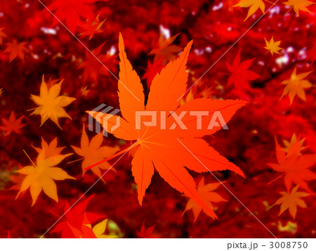 紅葉 3008750