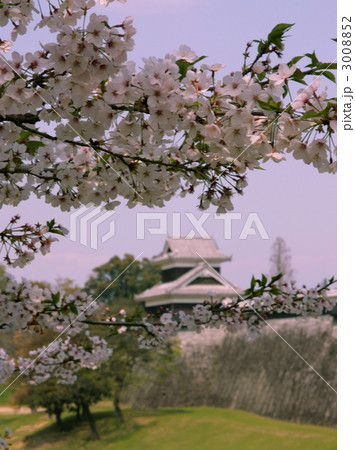 熊本城の桜 3008852