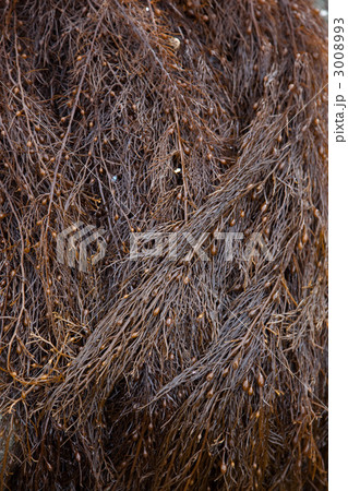 ホンダワラ ホンダワラ 3008993