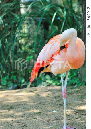 フラミンゴ フラミンゴ 3009124