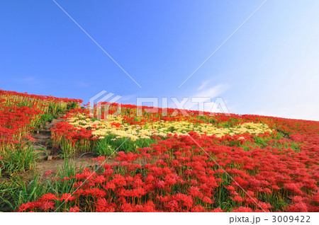 童話の村のヒガンバナ 3009422