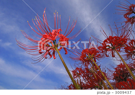 童話の村の彼岸花 3009437